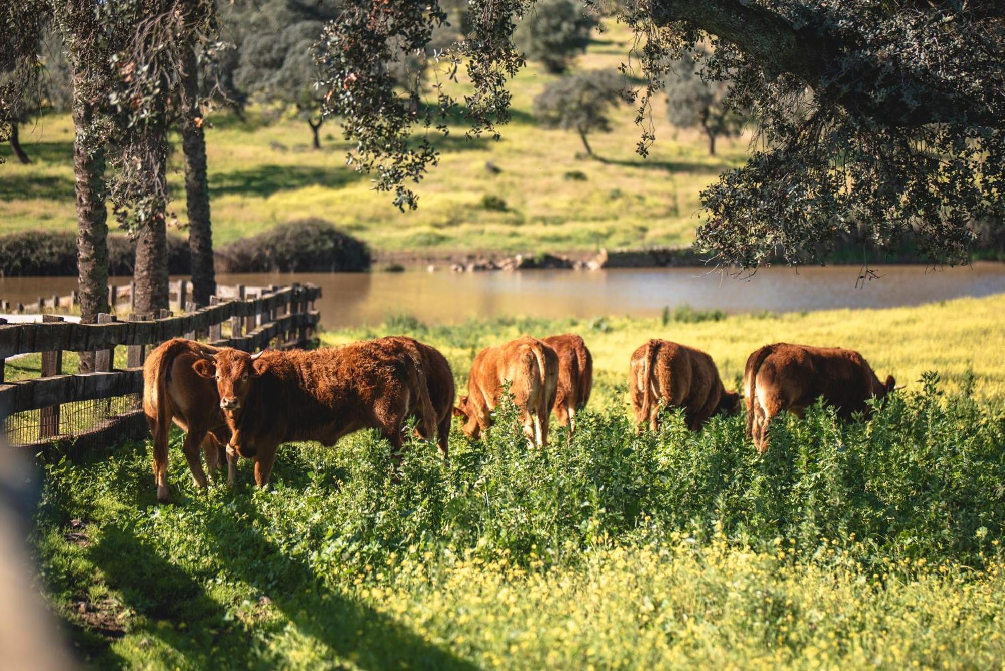 Alojamiento Rural Finca Barral El Garrobo Eksteriør billede